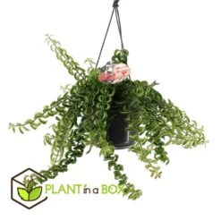 Aeschynanthus Twister - Pot ⌀15cm - L.25cm (hauteur Pot Incluse) -Progardee Boutique 628631ff311e07.84525760