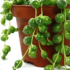 Senecio Rowleyanus, Suspension : D.14cm -Progardee Boutique 629190 003