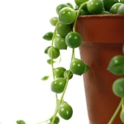 Senecio Rowleyanus, Suspension : D.14cm -Progardee Boutique 629190 004