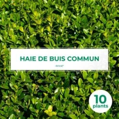 Progardee Boutique 34 10 Buis Commun (buxus Sempervirens) - Haie De Buis Commun - 10 Jeunes Plants : Taille 10cm