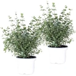 Progardee Boutique 40 2x Eucalyptus Gunnii - Gommier - Arbuste - Persistant – ⌀17 Cm - ↕40-50 Cm