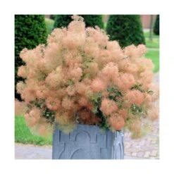 Progardee Boutique 16 Arbre à Perruque Coggygria Young Lady/pot De 4l - 60/120 Cm