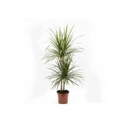 Progardee Boutique 14 Dracaena Marginata 'green' (dragonnier) Taille Pot De 50l - 150/175cm