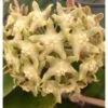Hoya Lambii (fleur De Porcelaine, Fleur De Cire) Jaune - Taille Pot De 2 Litres - 20/40 Cm -Progardee Boutique 64038f6294ac56.58871658