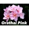 Plumeria Rubra "orathai Pink" (frangipanier) Rose - Taille Pot De 2 Litres ? 20/30 Cm -Progardee Boutique 64038f6715e2b2.46302034