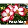 Adenium Obesum Cv.posaidon Rouge - Taille Caudex D'environ 150g -Progardee Boutique 640391b21d4191.36659223
