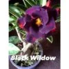 Adenium Obesum Cv.black Wildow Noir - Taille Caudex D'environ 2000g 25/30cm Très Gros Caudex -Progardee Boutique 640391b54999a3.33719377