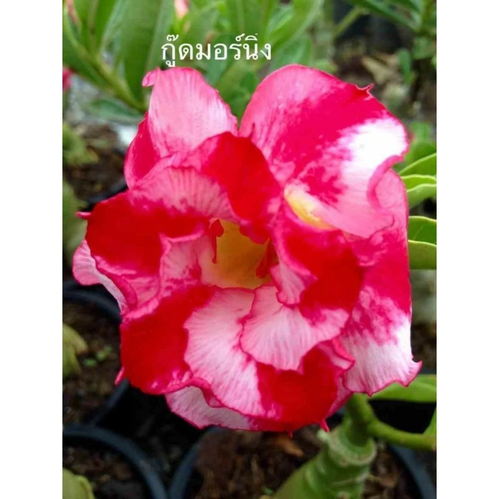 Adenium Obesum Cv.good Morning Rouge - Taille Caudex D'environ 150g 3 Adenium Obesum Cv.good Morning Rouge - Taille Caudex D'environ 150g