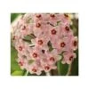 Hoya Carnosa (fleurs Rose) (fleur De Porcelaine, Fleur De Cire) - Taille Pot De 2 Litres - 20/40 Cm -Progardee Boutique 640391bb743a36.90954455