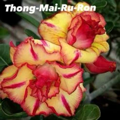 Adenium Obesum Cv.thong Mai Ru Ron Jaune Et Rouge - Taille Caudex D'environ 300g 20/25cm