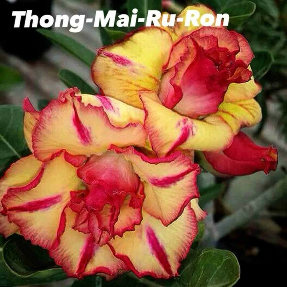 Adenium Obesum Cv.thong Mai Ru Ron Jaune Et Rouge - Taille Caudex D'environ 300g 20/25cm 3 Adenium Obesum Cv.thong Mai Ru Ron Jaune Et Rouge - Taille Caudex D'environ 300g 20/25cm
