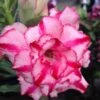 Adenium Obesum Cv Soisawan Rose - Taille Caudex D'environ 2000g 25/30cm Très Gros Caudex -Progardee Boutique 640391c04bfa78.08884535