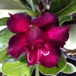 Adenium Obesum Cv.muang Dang Rouge - Taille Caudex D'environ 300g 20/25cm -Progardee Boutique 640391c1ae8e60.38146213