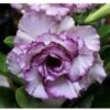 Adenium Obesum Cv.carnation Violet - Taille Caudex D'environ 150g 1 Adenium Obesum Cv.carnation Violet - Taille Caudex D'environ 150g -Progardee Boutique 640391c48c6095.33451533