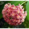 Hoya Camphorifolia (fleur De Porcelaine, Fleur De Cire) Rose - Taille Pot De 2 Litres - 20/40 Cm -Progardee Boutique 640391c5e16935.93437494