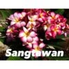 Plumeria Rubra "sangtawan" (frangipanier) Taille Pot De 2 Litres ? 20/30 Cm - Blanc/jaune/rose -Progardee Boutique 640391c9c0d4f4.91676765