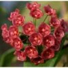 Hoya Siariae (fleur De Porcelaine, Fleur De Cire) Rouge - Taille Pot De 2 Litres - 20/40 Cm -Progardee Boutique 640391cf926549.23531271