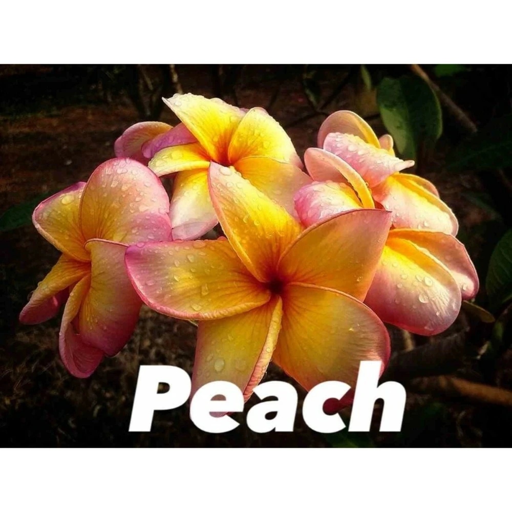 Plumeria Rubra "peach" (frangipanier) Taille Pot De 2 Litres ? 20/30 Cm - Blanc/jaune/rose 3 Plumeria Rubra "peach" (frangipanier) Taille Pot De 2 Litres ? 20/30 Cm - Blanc/jaune/rose