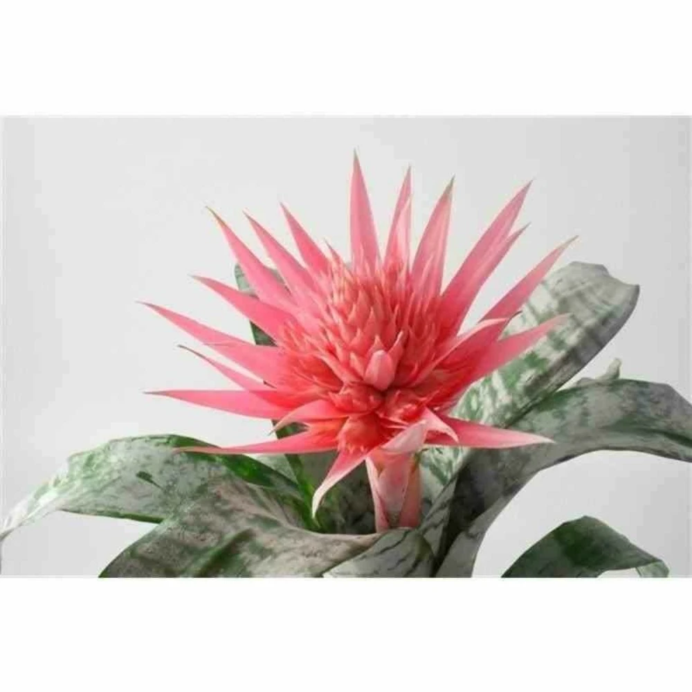 Aechmea Fasciata Taille Pot De 2 Litres - 50/70 Cm 3 Aechmea Fasciata Taille Pot De 2 Litres - 50/70 Cm