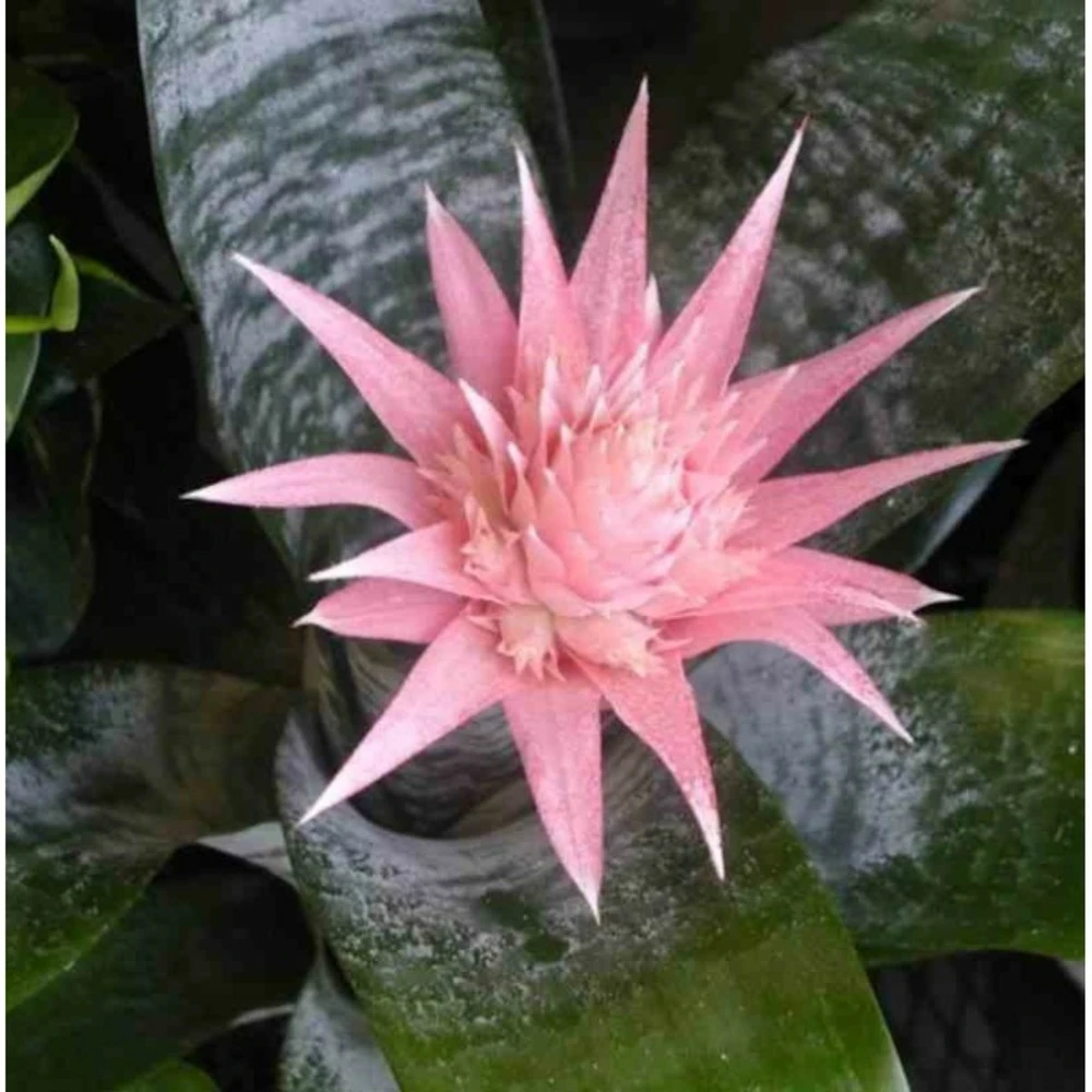 Aechmea Fasciata Taille Pot De 2 Litres - 50/70 Cm 4 Aechmea Fasciata Taille Pot De 2 Litres - 50/70 Cm – Image 2