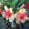 Adenium Obesum Cv.sherbet Jaune Et Rouge - Taille Caudex D'environ 2000g 25/30cm Très Gros Caudex -Progardee Boutique 640391d48acfe6.60914841