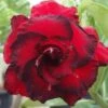 Adenium Obesum Cv.dang Hunsadee Rouge - Taille Caudex D'environ 300g 20/25cm -Progardee Boutique 640391d60c49d0.56877420