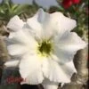 Adenium Obesum Cv. Unicorn Blanc - Taille Caudex D'environ 150g -Progardee Boutique 640391d9d93d06.62264052