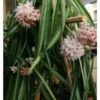 Hoya Shepherdii (fleur De Porcelaine, Fleur De Cire) Taille Pot De 2 Litres - 20/40 Cm - Blanc Et Rose -Progardee Boutique 640391daf1bc66.87530600