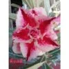Adenium Obesum Cv.pink Lady Rouge - Taille Caudex D'environ 2000g 25/30cm Très Gros Caudex -Progardee Boutique 640391df8d5f96.05925492
