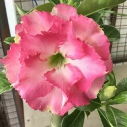 Adenium Obesum Cv.leera Pink Rose - Taille Caudex D'environ 150g