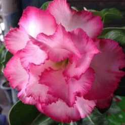 Adenium Obesum Cv.leera Pink Rose - Taille Caudex D'environ 150g 7 Adenium Obesum Cv.leera Pink Rose - Taille Caudex D'environ 150g -Progardee Boutique 640391e0bce8c1.46000702