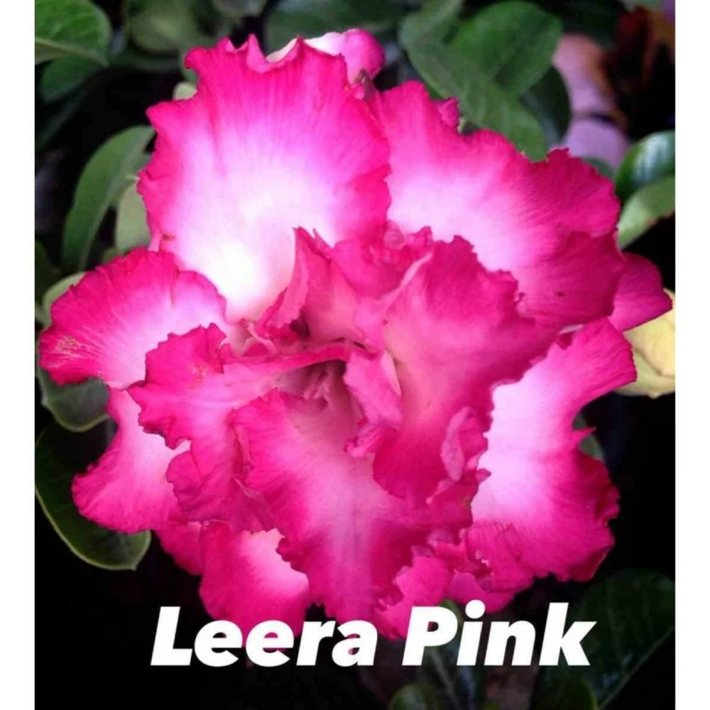 Adenium Obesum Cv.leera Pink Rose - Taille Caudex D'environ 150g 4 Adenium Obesum Cv.leera Pink Rose - Taille Caudex D'environ 150g – Image 2