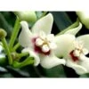 Hoya Australis (fleur De Porcelaine, Fleur De Cire) Taille Pot De 2 Litres - 20/40 Cm - Blanc Et Rose -Progardee Boutique 640391e2021f70.52470767