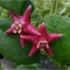 Hoya Coronaria (énorme Fleur Rose) (fleur De Porcelaine, Fleur De Cire) - Taille Pot De 2 Litres - 20/40 Cm 1 Hoya Coronaria (énorme Fleur Rose) (fleur De Porcelaine, Fleur De Cire) - Taille Pot De 2 Litres - 20/40 Cm -Progardee Boutique 640391e87de4d6.74387378