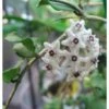 Hoya Kanyakumariana (fleur De Porcelaine, Fleur De Cire) Taille Pot De 2 Litres - 20/40 Cm - Blanche -Progardee Boutique 640391eaeac0b6.86832370
