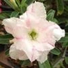 Adenium Obesum Cv. White Rabbit Blanc Et Rose - Taille Caudex D'environ 2000g 25/30cm Très Gros Caudex 1 Adenium Obesum Cv. White Rabbit Blanc Et Rose - Taille Caudex D'environ 2000g 25/30cm Très Gros Caudex -Progardee Boutique 640391ec2fa6d0.97502926