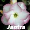 Adenium Obesum Cv.jantra Blanc Et Rose - Taille Caudex D'environ 300g 20/25cm -Progardee Boutique 640391edc01d79.90697306