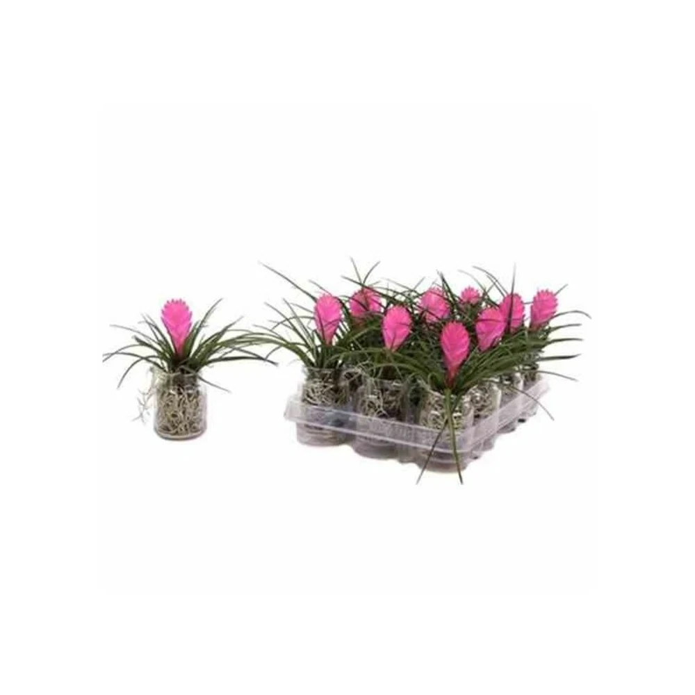 Tillandsia Cyanea (tillandsia Raquette) Taille Pot De 0.7 Litre 3 Tillandsia Cyanea (tillandsia Raquette) Taille Pot De 0.7 Litre
