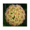 Hoya Mindorensis (fleur Jaune) (fleur De Porcelaine, Fleur De Cire) Jaune - Taille Pot De 2 Litres - 20/40 Cm -Progardee Boutique 640391f17a4f18.34729918