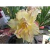 Adenium Obesum Cv.daowthong Jaune Rose - Taille Caudex D'environ 150g -Progardee Boutique 640391f2b068a9.08998437