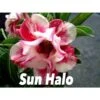 Adenium Obesum Cv.sun Hallo Jaune Et Rouge - Taille Caudex D'environ 300g 20/25cm -Progardee Boutique 640391f3d8bb89.15884819