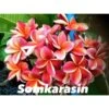 Plumeria Rubra "somkarasin" (frangipanier) Orange - Taille Pot De 2 Litres ? 20/30 Cm 1 Plumeria Rubra "somkarasin" (frangipanier) Orange - Taille Pot De 2 Litres ? 20/30 Cm -Progardee Boutique 640391fa26b6b8.97824223