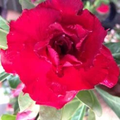 Adenium Obesum Cv. Vietnam Red Rouge - Taille Caudex D'environ 150g -Progardee Boutique 640391fee9f673.79062326