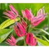 Pavonia Multiflora (candélabre Brésilien) Taille Pot De 2 Litres - 20/60 Cm - Rouge -Progardee Boutique 64039200267432.39601332