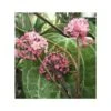 Hoya Sp. Aff. Clandestina (fleur De Porcelaine, Fleur De Cire) Rose - Taille Pot De 2 Litres - 20/40 Cm -Progardee Boutique 64039202798879.60286442