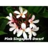 Plumeria Rubra "pink Singapore Dwarf" (frangipanier) Blanc - Taille Pot De 2 Litres ? 20/30 Cm -Progardee Boutique 64039204e5c0f6.35967032