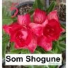 Adenium Obesum Cv.som Shogune Rouge - Taille Caudex D'environ 2000g 25/30cm Très Gros Caudex -Progardee Boutique 64039208e06ed0.21971136