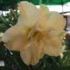Adenium Obesum Cv.golden Dragon Jaune - Taille Caudex D'environ 300g 20/25cm -Progardee Boutique 6403920a5dabc0.45719672