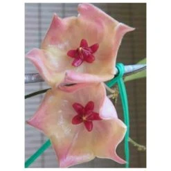 Hoya Patella Pink (fleur De Porcelaine, Fleur De Cire) Rose - Taille Pot De 2 Litres - 20/40 Cm -Progardee Boutique 6403920d67c0d9.47024577