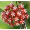 Hoya Affinis (fleur De Porcelaine, Fleur De Cire) Rouge - Taille Pot De 2 Litres - 20/40 Cm -Progardee Boutique 640392132adcd6.78077519